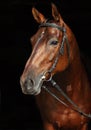 Sports horse with classical bridle