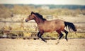 Sports horse of dun color running at a gallop