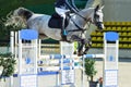 Sports horse jumping hurdle portrait