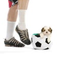 Sports hound Royalty Free Stock Photo