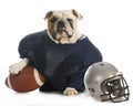 Sports hound Royalty Free Stock Photo