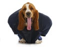 Sports hound Royalty Free Stock Photo