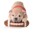 Sports hound Royalty Free Stock Photo