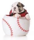 Sports hound Royalty Free Stock Photo