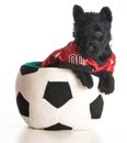Sports hound Royalty Free Stock Photo