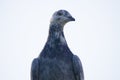 Sports postal pigeon is gray. Close-up portrait