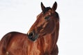Sports race horse, portrait in winter sky Royalty Free Stock Photo