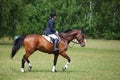 Rider on bay horse trotting on green at Concours Hippique show Royalty Free Stock Photo