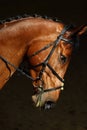 Sports saddle horse with bridle
