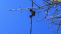 Sports shoes dangling on power cable. Pair of old sneakers hanging on electric wires. Classic blue sky background Royalty Free Stock Photo