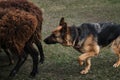 Sports standard for dogs on the presence of herding instinct. A beautiful and intelligent adult black and red sheepdog. German