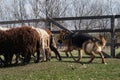 Sports standard for dogs on the presence of herding instinct. A beautiful and intelligent adult black and red sheepdog. German