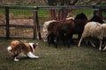 Sports standard for dogs on the presence of herding instinct. The smartest breed in the world. Brown and white fluffy border