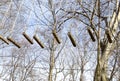 Sports trail test, obstacle course in the woods, a path of logs, equipment on trees