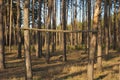 Sports wooden crossbeam on two pine trees