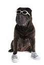 Sporty casual Shar-pei Royalty Free Stock Photo