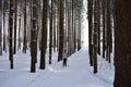 Sporty girl on skis in a pine forest. Slender rows of coniferous trees