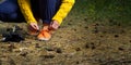 Sporty hiking woman tying shoelaces on her jogging shoes while taking a break after hiking in autumn forest. hiking concept, Royalty Free Stock Photo