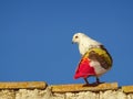 Sport pigeon in full freedom