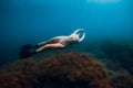 Sporty woman freediver with fins glides underwater in blue sea Royalty Free Stock Photo