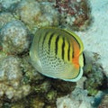 Spot-banded butterflyfish