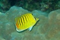 Spot banded Butterflyfish