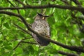 Spot-Bellied Eagle Owl bird sitting on the tree