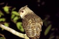 Spot Bellied Eagle owl, Bubo nipalensis, Ganeshgudi, Karnataka,