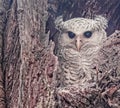 Spot bellied eagle owl juvenile in nest
