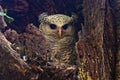 spot bellied eagle owl juvenile keeping a watch