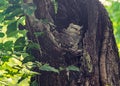 spot bellied eagle owl resting in nest