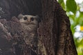 Spot bellied eagle owl juvenile alert in nest