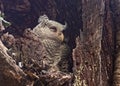 spot bellied eagle owl taking nap