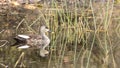 Spot Billed Duck