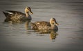 Pair of Indian spot-billed duck / Anas poecilorhyncha Royalty Free Stock Photo