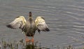 Show off : Indian spot-billed duck / Anas poecilorhyncha Royalty Free Stock Photo