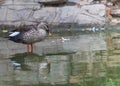 A Spot Billed Duck resting in lake Royalty Free Stock Photo