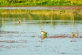 Spot billed Duck swans geese or Pati Hashwaterfowl Anatidae, a chicken size bird swimming in lake field with Flowering Water Royalty Free Stock Photo