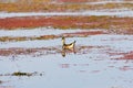 Spot billed Duck swans geese or Pati Hashwaterfowl Anatidae, a chicken size bird swimming in lake field with Flowering Water Royalty Free Stock Photo