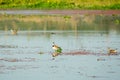 Spot billed Duck swans geese or Pati Hashwaterfowl Anatidae, a chicken size bird swimming in lake field with Flowering Water Royalty Free Stock Photo