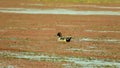 Spot billed Duck swans geese or Pati Hashwaterfowl Anatidae, a chicken size bird swimming in lake field with Flowering Water Royalty Free Stock Photo