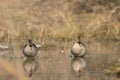 Spot-billed ducks