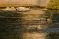 Spot-billed ducks together in river Royalty Free Stock Photo