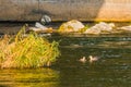 Spot-billed ducks together in river Royalty Free Stock Photo