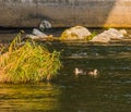 Spot-billed ducks together in river Royalty Free Stock Photo