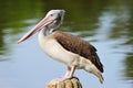 Spot-Billed Pelican