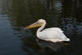 Spot-billed Pelican Royalty Free Stock Photo