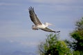 Spot-billed Pelican in flight
