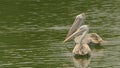 Pelecanus philippensis - Pair of Spot billed pelicans swimming on a serene lake Royalty Free Stock Photo
