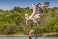 Spot billed pelican or grey pelican Pelecanus philippensis, Yala national patk, Sri Lanka Royalty Free Stock Photo